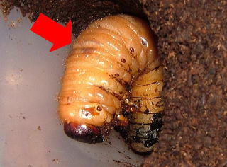 に まで 幼虫 から 蛹 カブトムシ なる カブトムシ蛹(さなぎ)の期間＆時期は？前兆や失敗した時の人工蛹室の作り方｜ふしょみんブログ